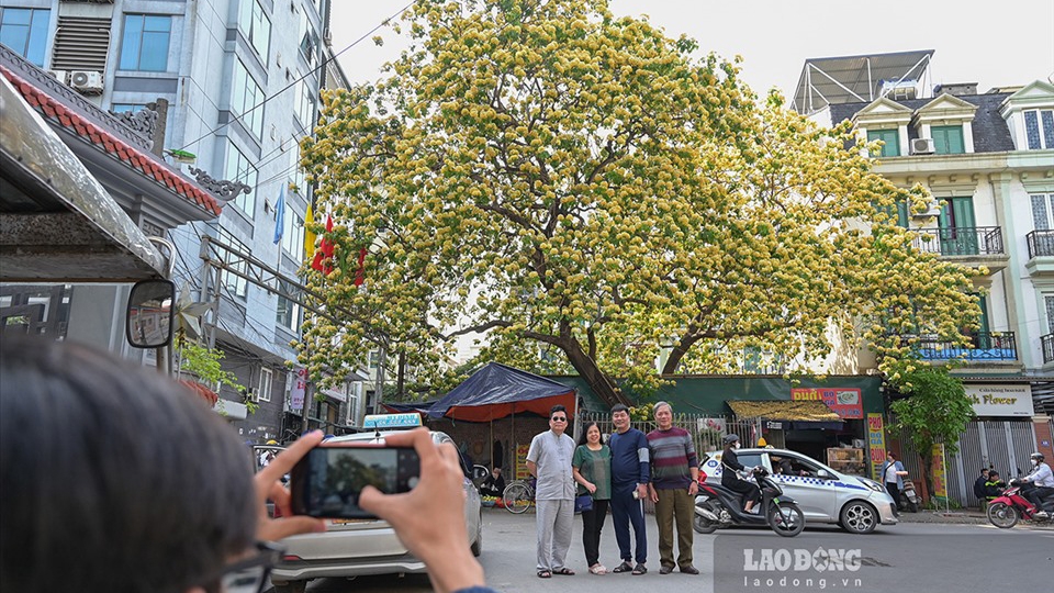 300-year-old Bun flower tree in full bloom